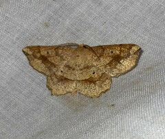 Euchlaena amoenaria