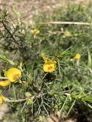 Pultenaea acerosa