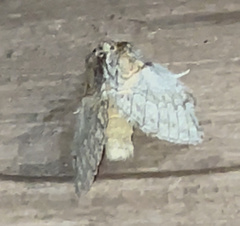 Peridea basitriens