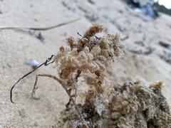Pyura praeputialis