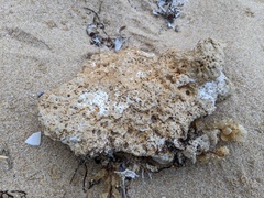Pyura praeputialis