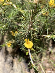 Pultenaea acerosa