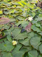Nymphaea mexicana