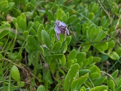 Dimorphotheca fruticosa