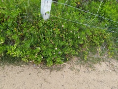 Dimorphotheca fruticosa