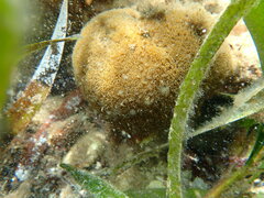 Plesiastrea versipora