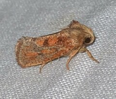 Acrolophus plumifrontella