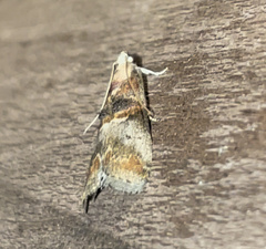 Acrobasis angusella