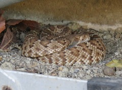 Crotalus ruber