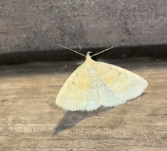 Zanclognatha jacchusalis