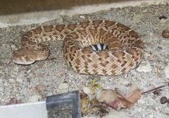 Crotalus ruber