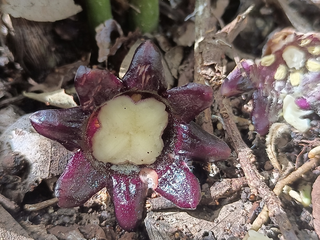 Aspidistra bogneri (Aspidistra bogneri)