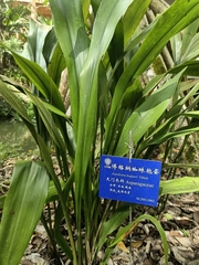 Aspidistra bogneri