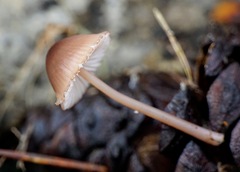 Mycena seynii
