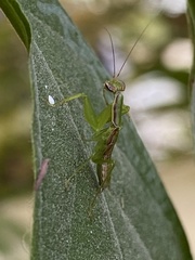 Odontomantis
