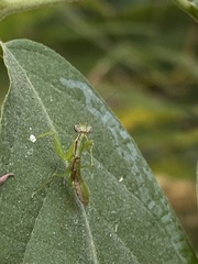 Odontomantis
