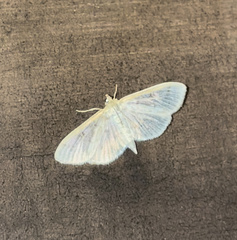 Herpetogramma aeglealis