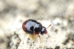 Agathidium