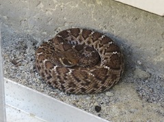Crotalus ruber