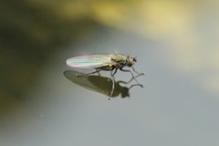 Ephydridae