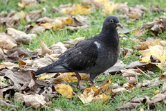 Columba livia domestica