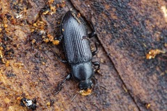 Menephilus cylindricus
