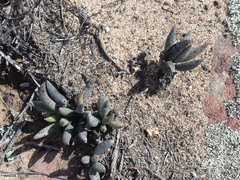 Adromischus filicaulis