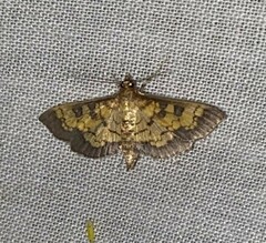 Diacme elealis