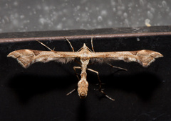Platyptilia