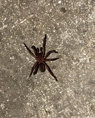 Myrmekiaphila comstocki