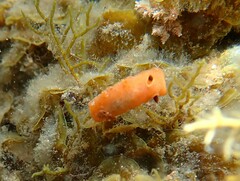 Discodoris paroa