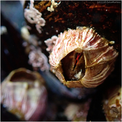 Megabalanus californicus