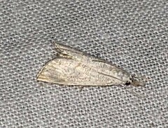 Haimbachia placidellus