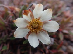 Dryas integrifolia