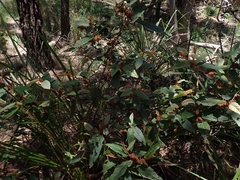 Lasiopetalum macrophyllum