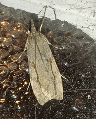 Eudonia bisinualis