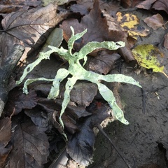 Ramalina fraxinea