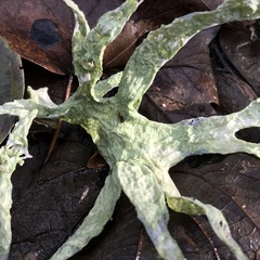 Ramalina fraxinea