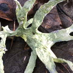Ramalina fraxinea