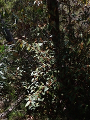 Lasiopetalum macrophyllum