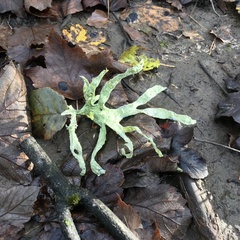 Ramalina fraxinea