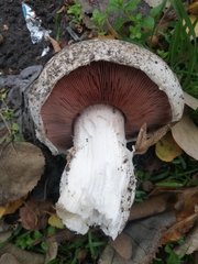 Agaricus bisporus