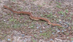Crotalus ruber