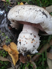 Agaricus bisporus