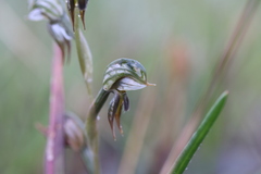 Pterostylis aciculiformis