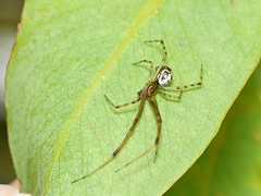 Theridion