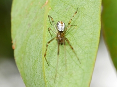 Theridion