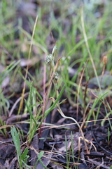 Pterostylis aciculiformis