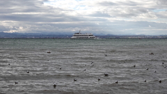 Chroicocephalus ridibundus