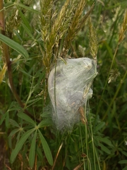 Dolomedes